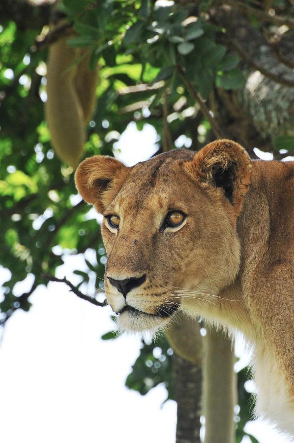 Apoka Safari Lodge Loitanit Dış mekan fotoğraf