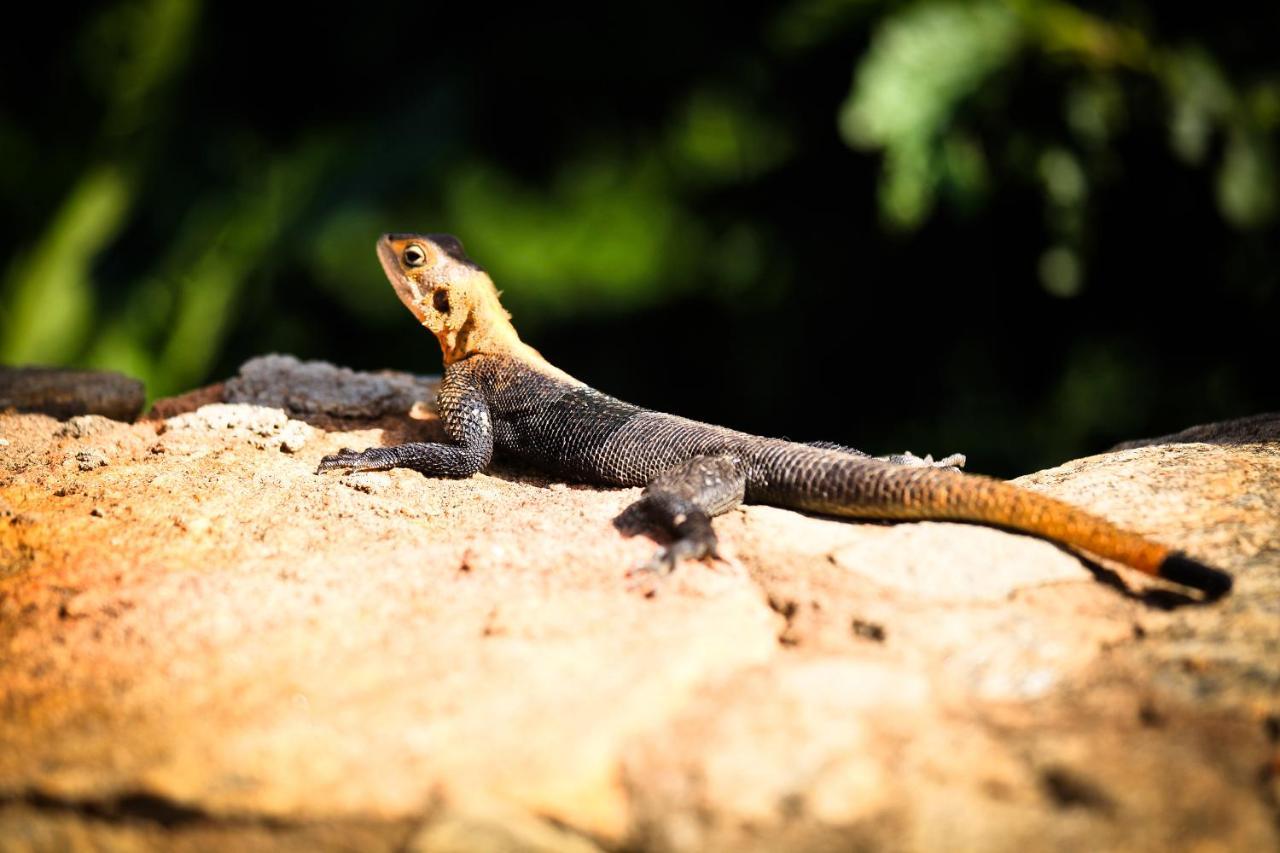 Apoka Safari Lodge Loitanit Dış mekan fotoğraf